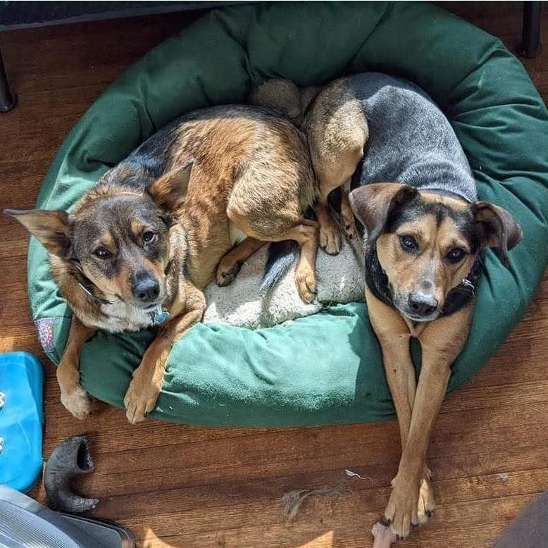 Pippin and Penny are too cute to contain.
