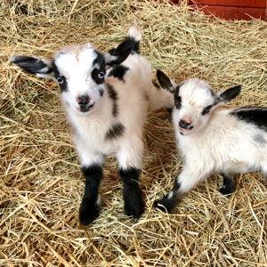 Mini Goat Purchase