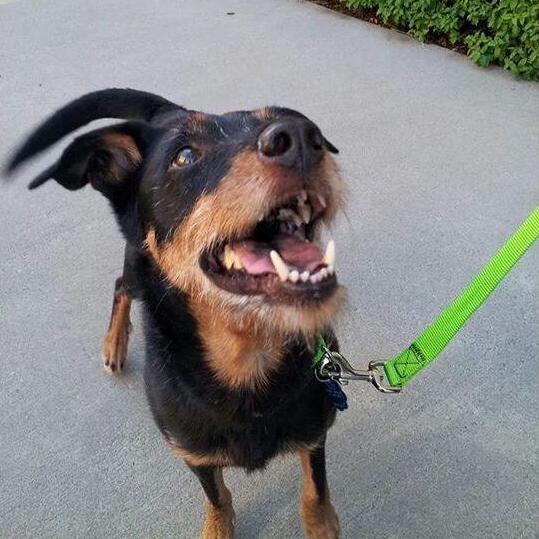 Year 4: This is Fleet our first dog. We rescued him when he was 9 years old. Fleet enjoyed retirement with us for a few years but unfortunately age caught up with him. He is forever in our hearts.