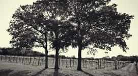 Westcave Cellars Winery