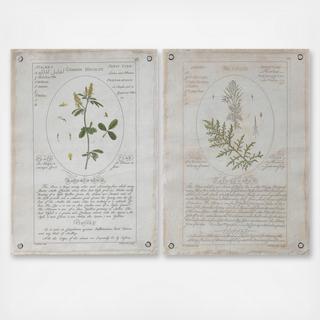 Vintage Botanical Canvas 2-Piece Wall Decor Set
