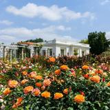 The Huntington Library, Art Museum, and Botanical Gardens