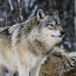 International Wolf Center