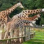 Fota Wildlife Park