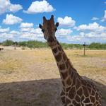 Laredo Safari and Adventure Park