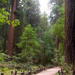 Henry Cowell Redwoods State Park