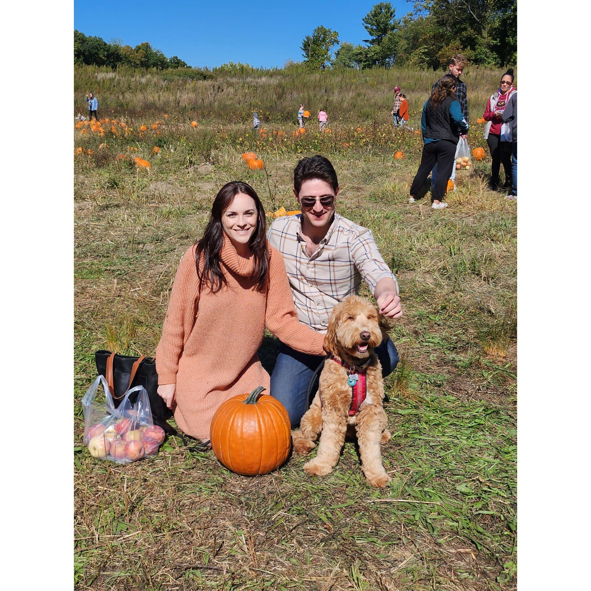 Waffle's first pumpkin patch