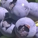 Indian Orchards Organic
