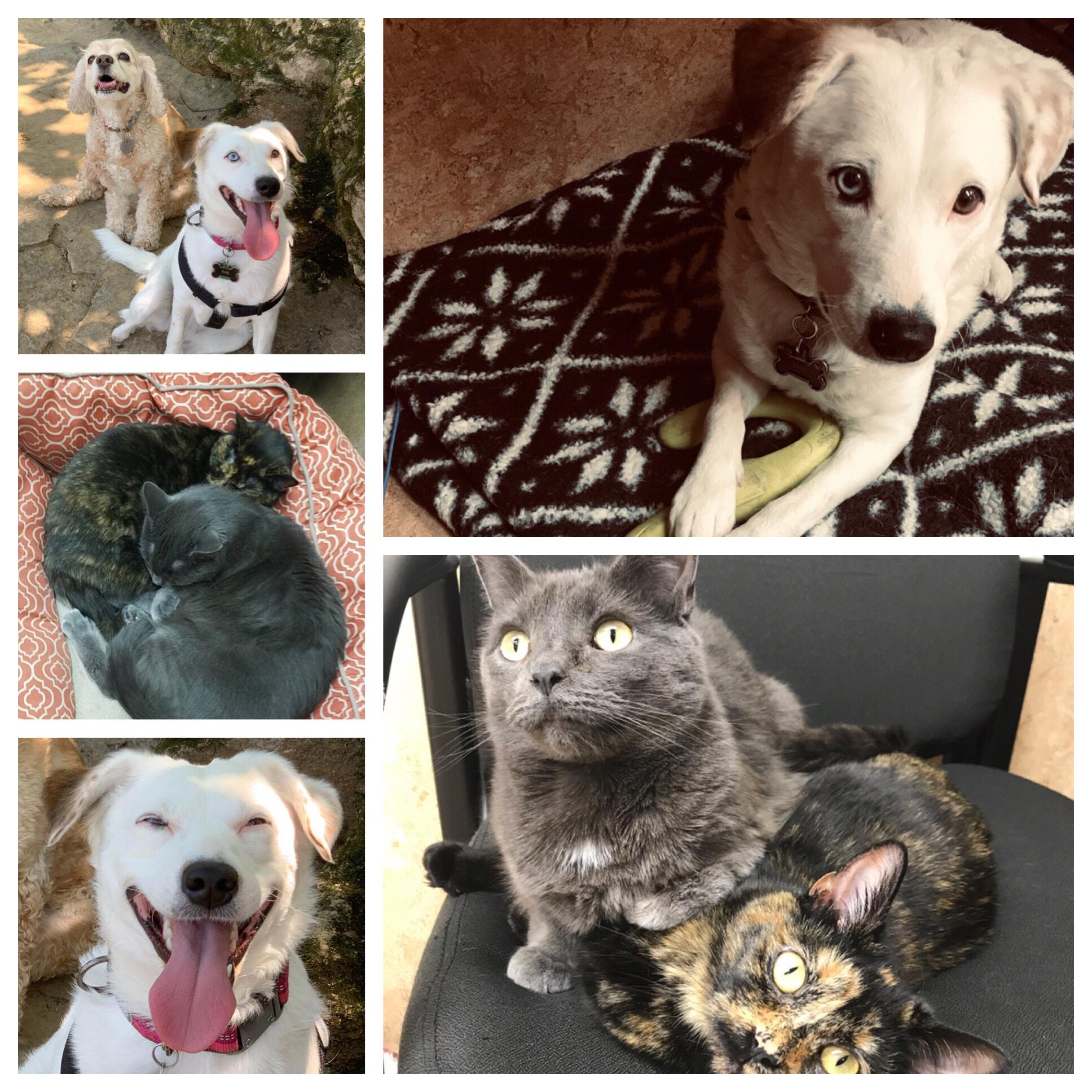 Our Pet Toy Fund