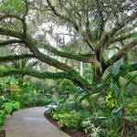 Harry P Leu Gardens