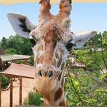 Cheyenne Mountain Zoo