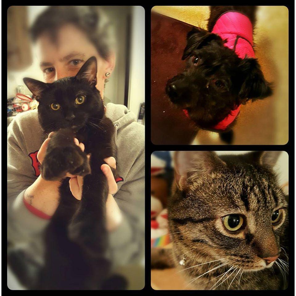 All our babies...Sirius, Lexie and Ollie...