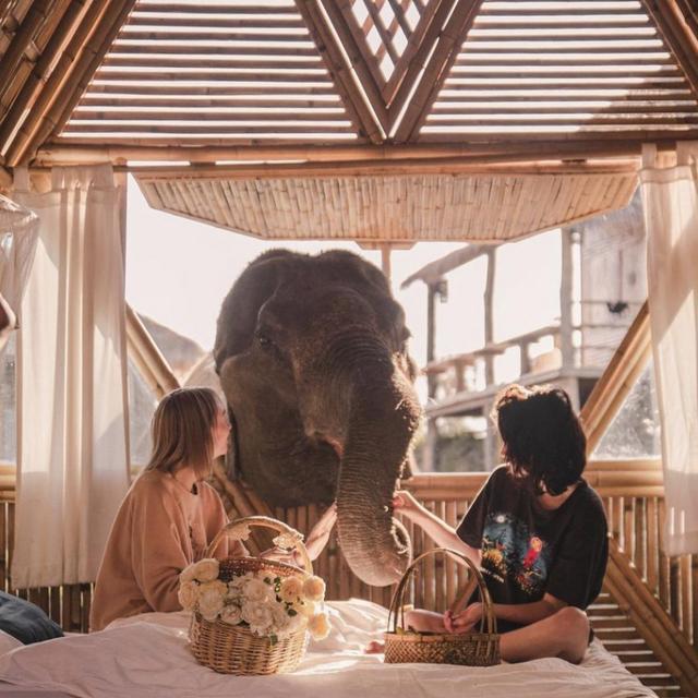 Elephant Wake Up Service and Breakfast