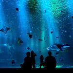 Baltimore National Aquarium