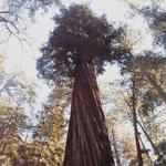 Henry Cowell Redwoods State Park