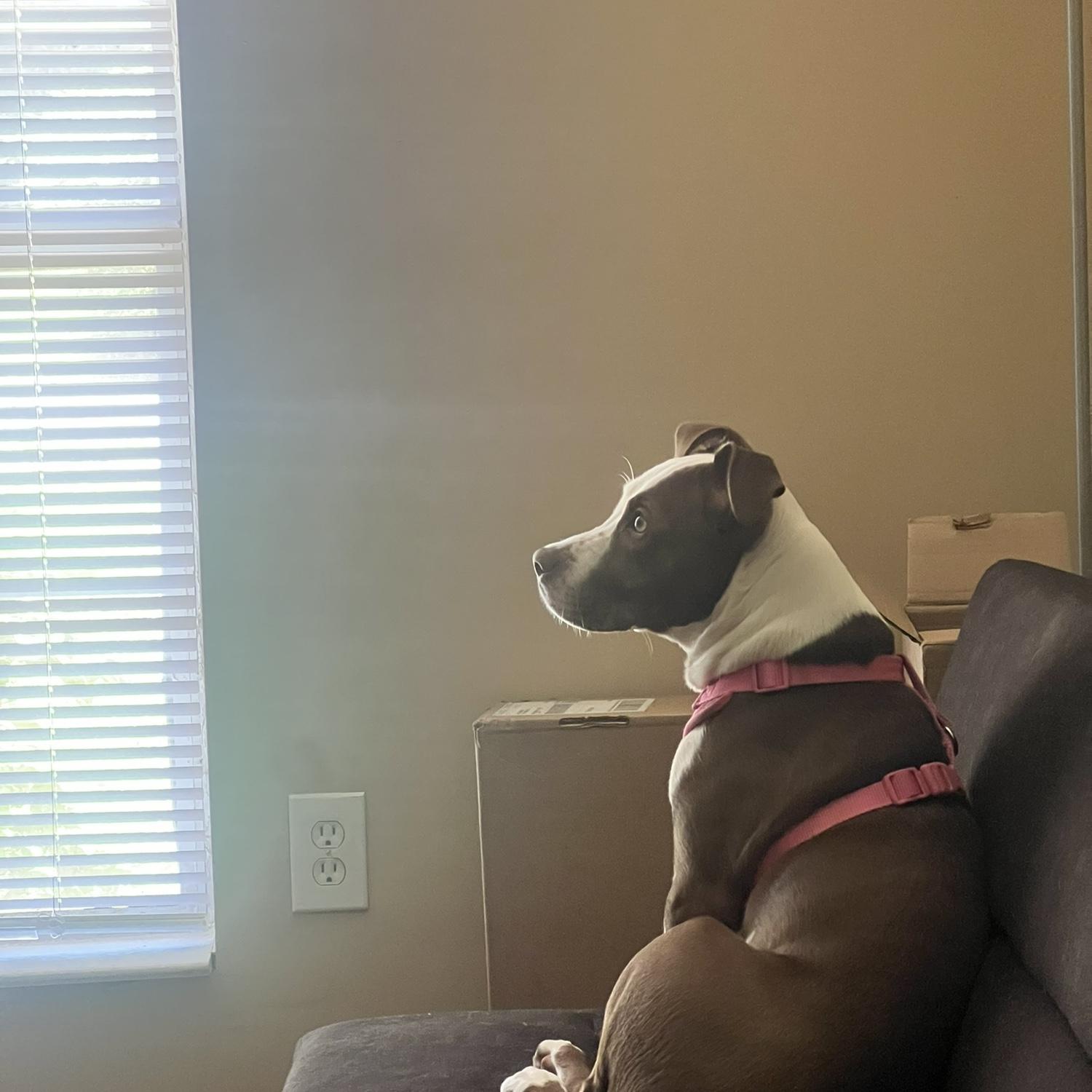 When we had this futon, Chloe would sit on it and watch tv while I work.