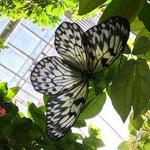 The Key West Butterfly and Nature Conservatory