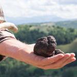 Truffle Hunting with Lunch