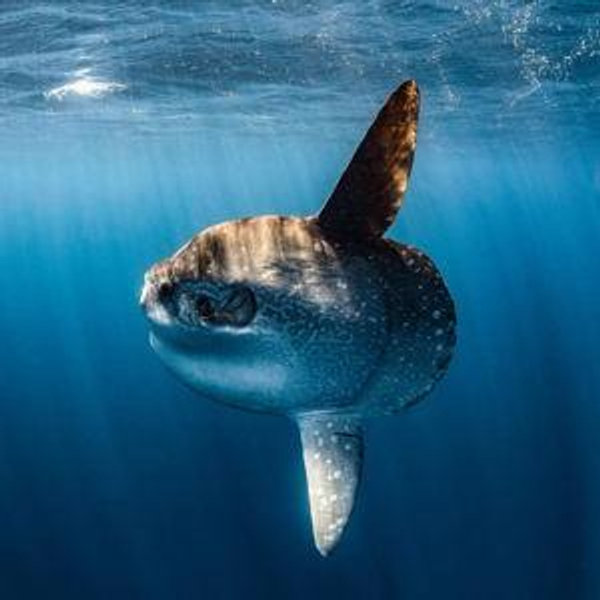 Mola Mola Dive & Snorkel