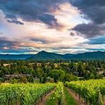 Cooper Ridge Vineyard