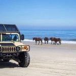 Corolla Wild Horse Tours