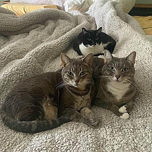 Keep the Cats Alive (aka Honeymoon Fund)