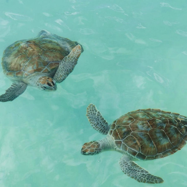 Snorkeling with Turtles