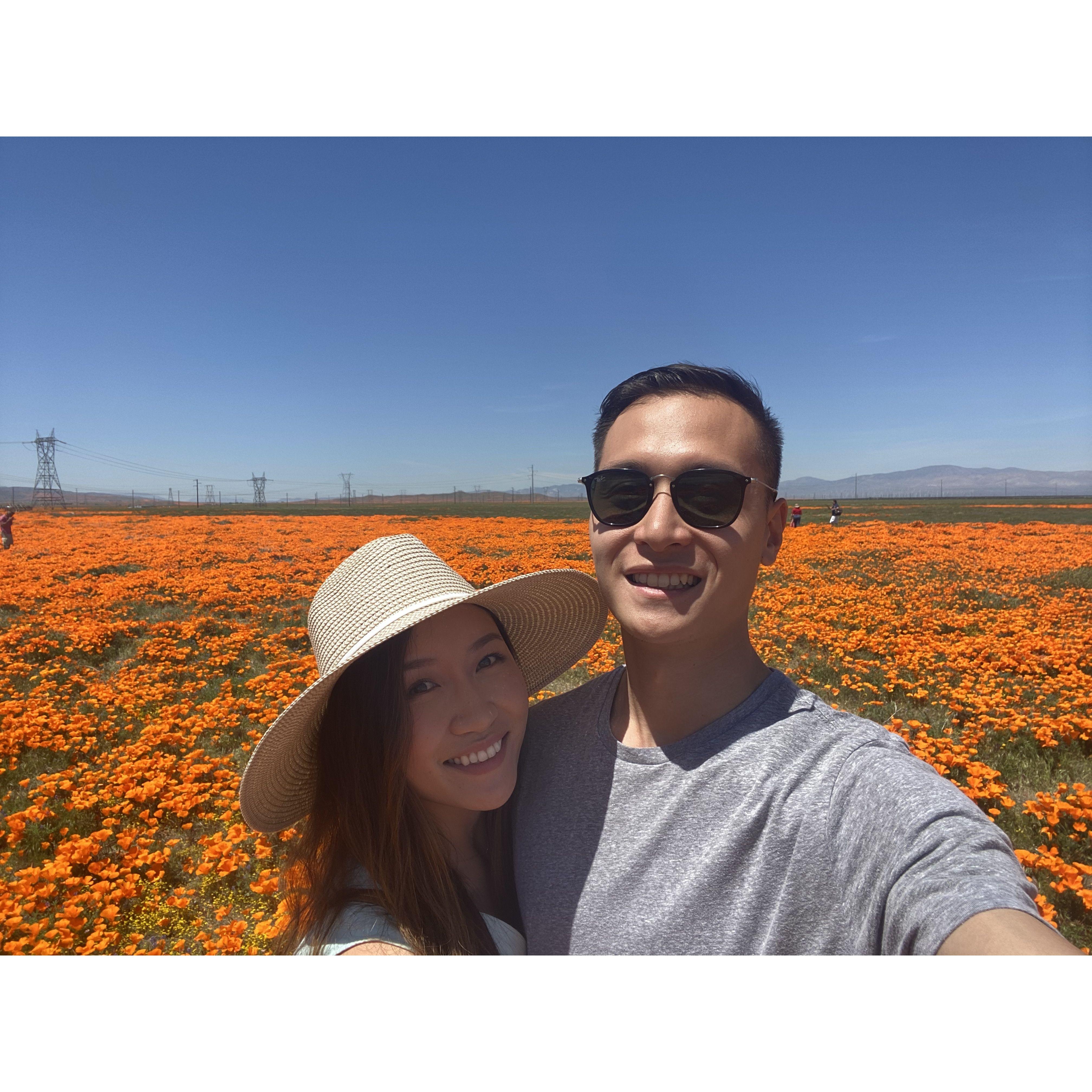 When the world shut down and we saw all the poppies!
