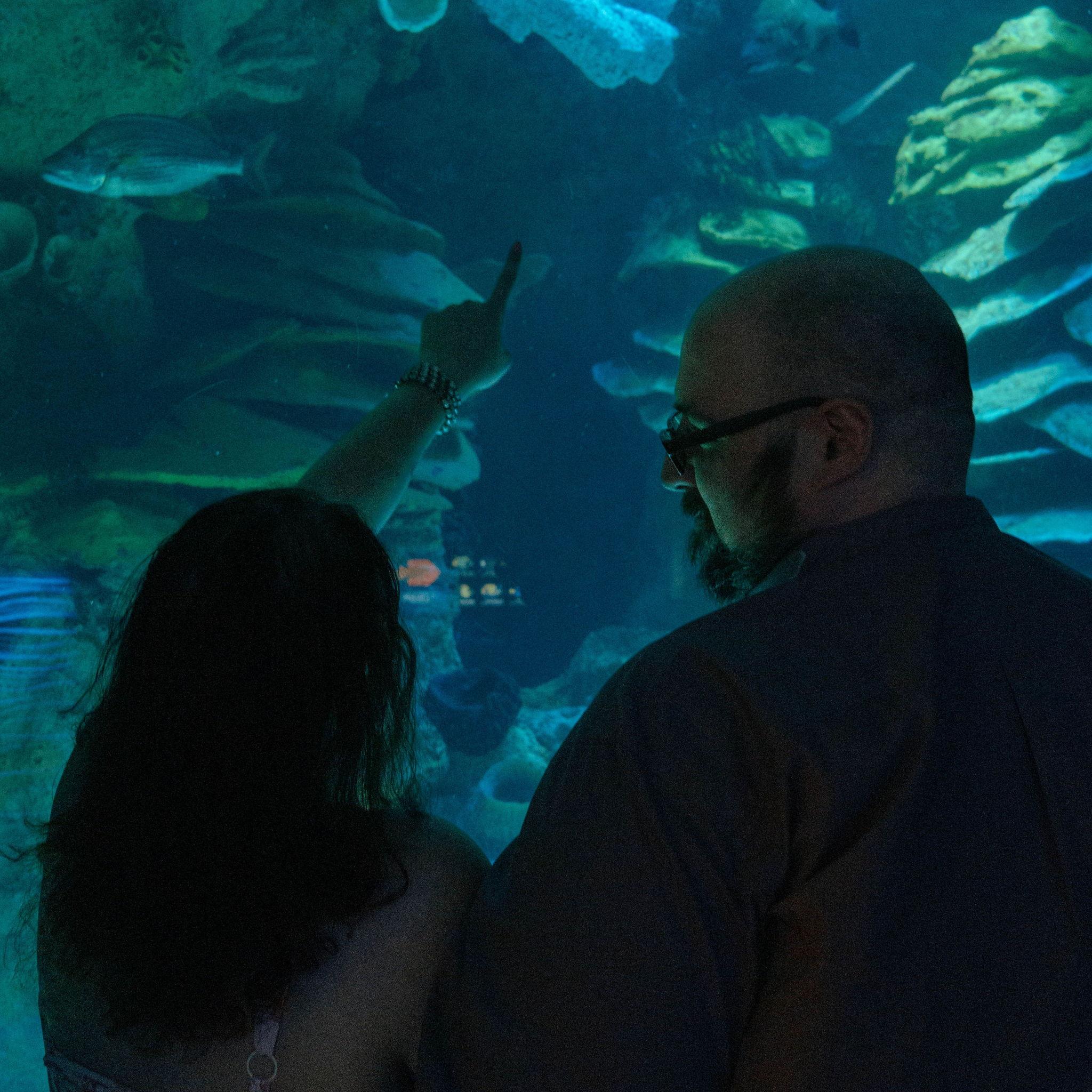 Look at the fishies!