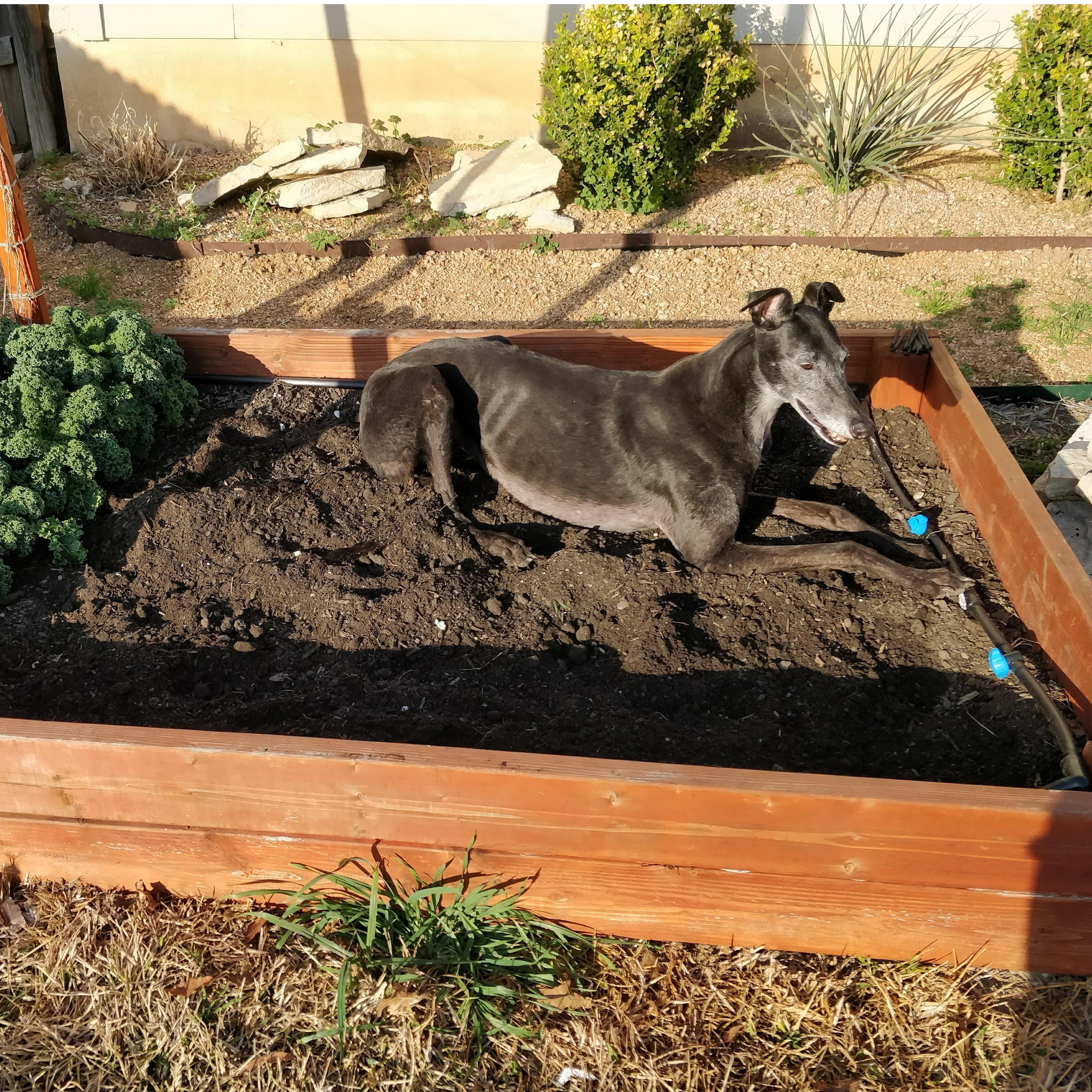 Apparently Sadie likes gardening