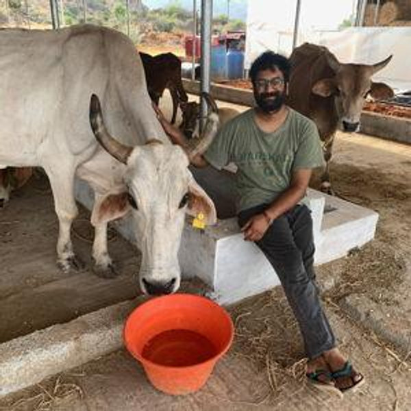 Cow Sanctuary Fund
