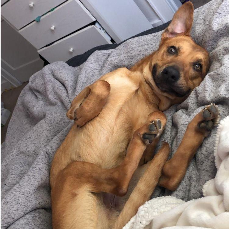 Max about 11 months old in Spring 2020