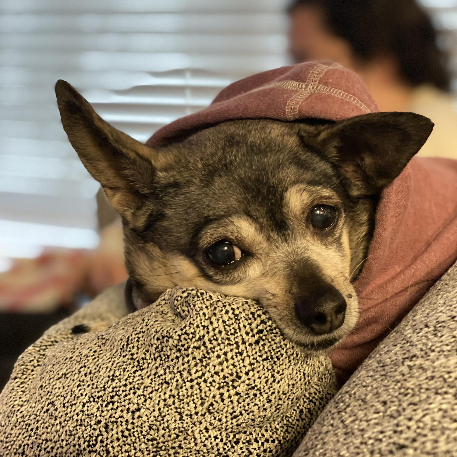 Chihuahua, our old lady!