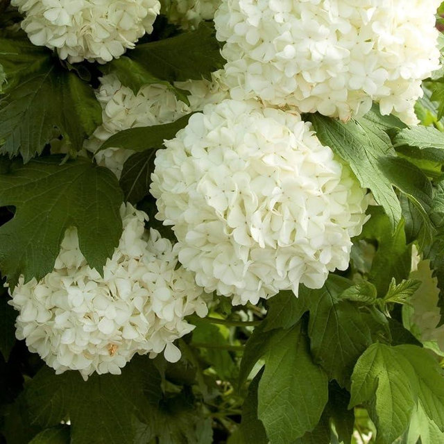 Eastern Snowball Bush ( Viburnum ) - Live Plant - Trade Gallon Pot