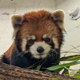 Lincoln Park Zoo