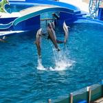 SeaWorld San Diego