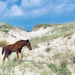 Corolla Wild Horse Tours