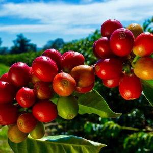 Coffee farm tour in Hawaii