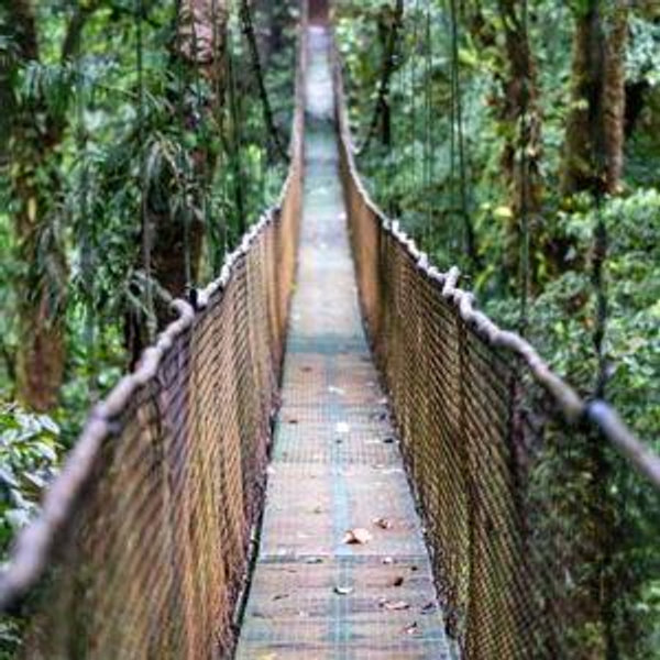 Rain Forest and Plantation Tours