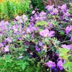The Arboretum, State Botanical Garden of KY