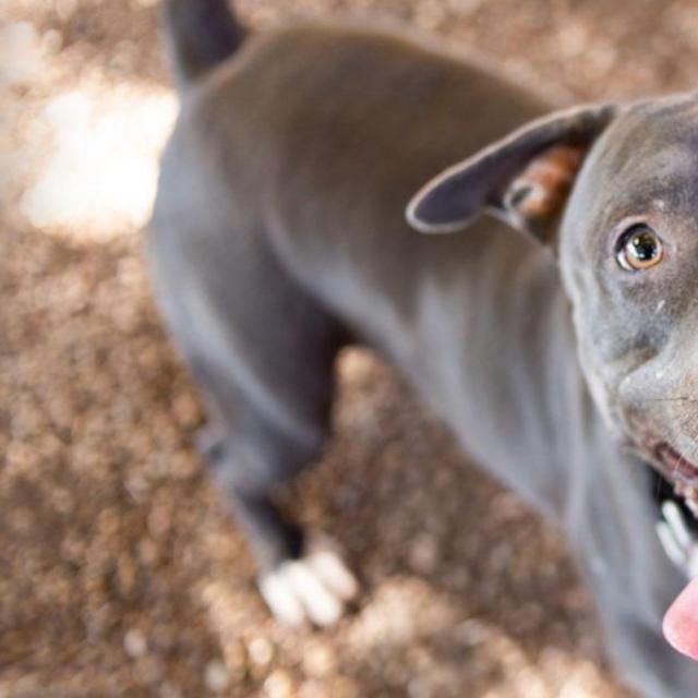 Donate To Austin Pets Alive
