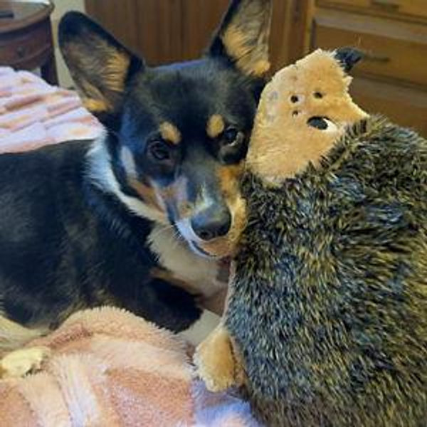 Our Pet Toy Fund