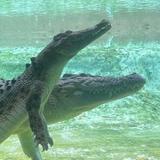 St. Augustine Alligator Farm Zoological Park