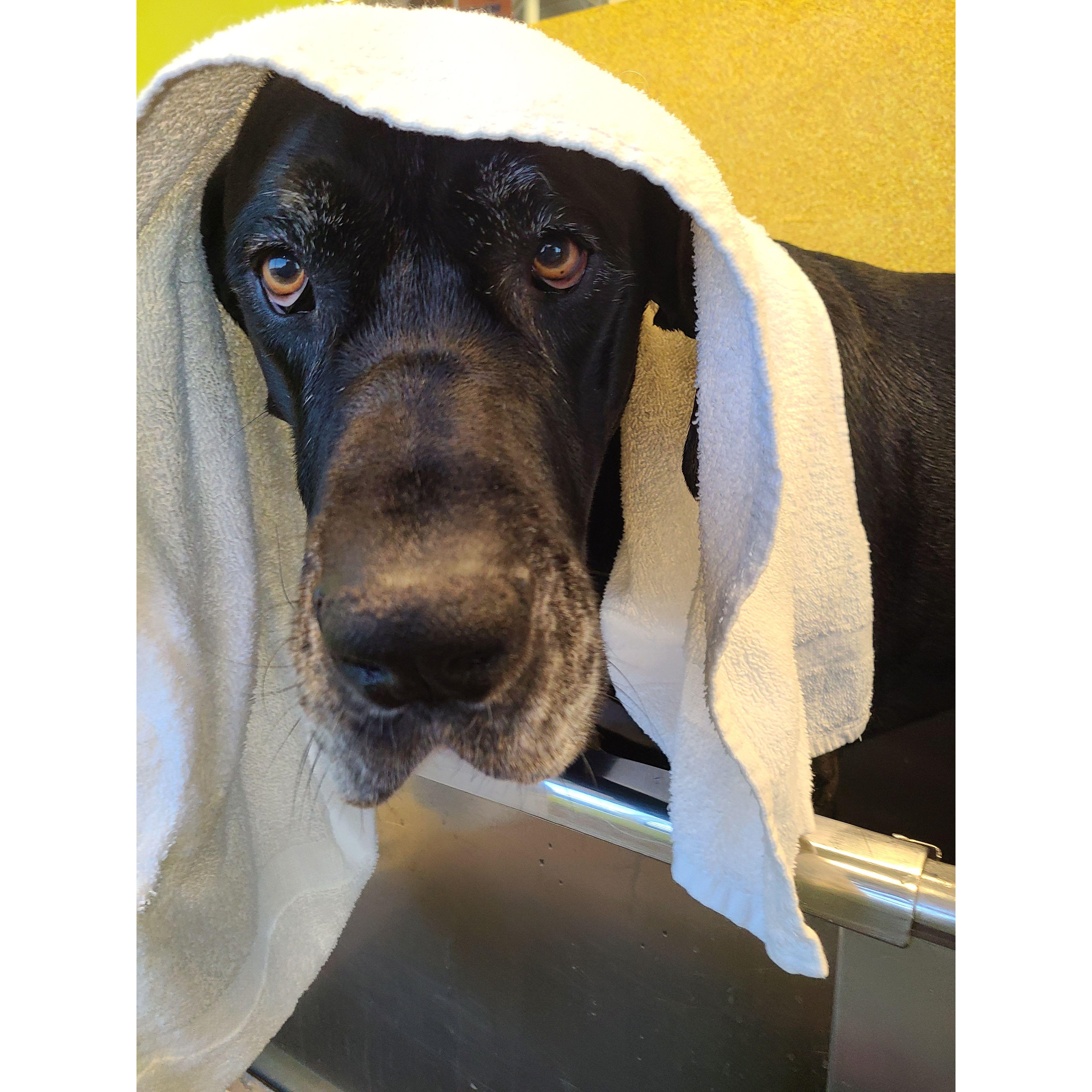 Bath time is not Nemo's favorite