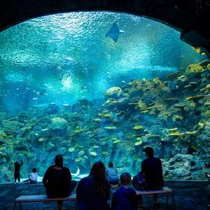 Seattle Aquarium Membership