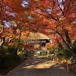 常寂光寺(Jojakkoji Temple)