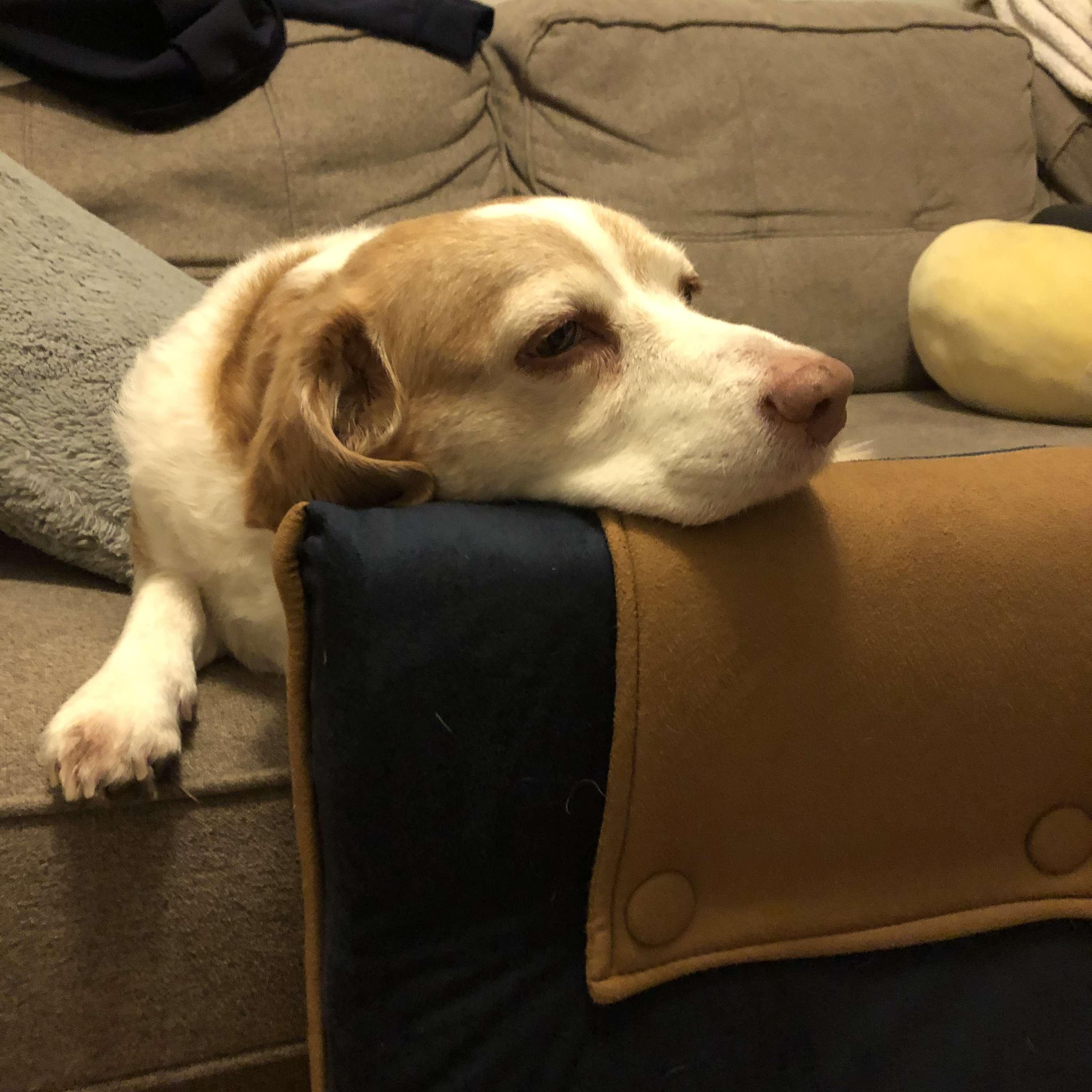 The dog came first