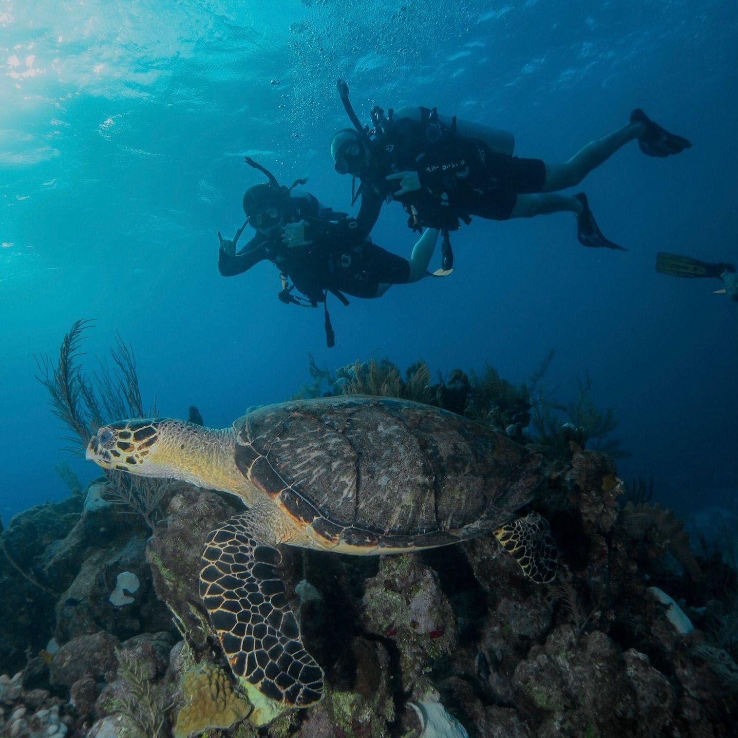 this massive sea turtle came out to celebrate our engagement!