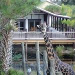 Brevard Zoo