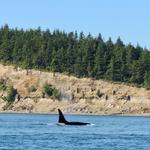 Kellys Point